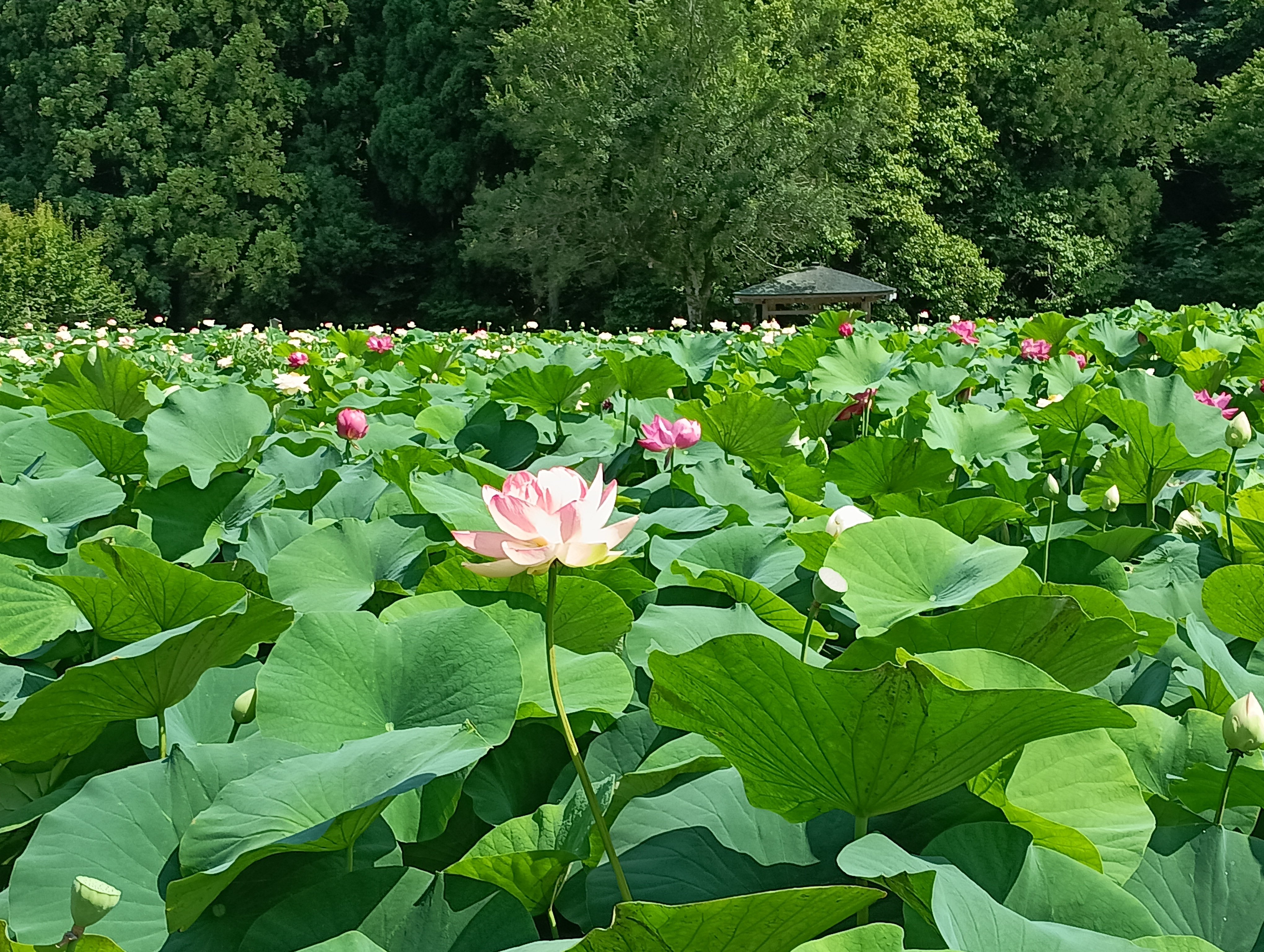 花はす2.jpg